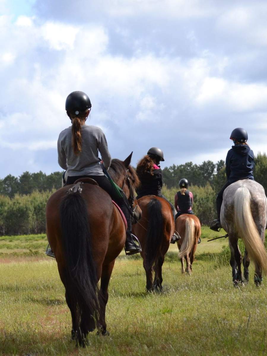 Les poneys de la Ferme équestre du Penan