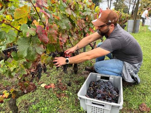 vendanges